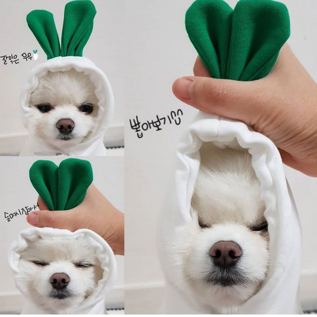Small Dog & Cat Costumes / Tiny Pet Halloween Outfits