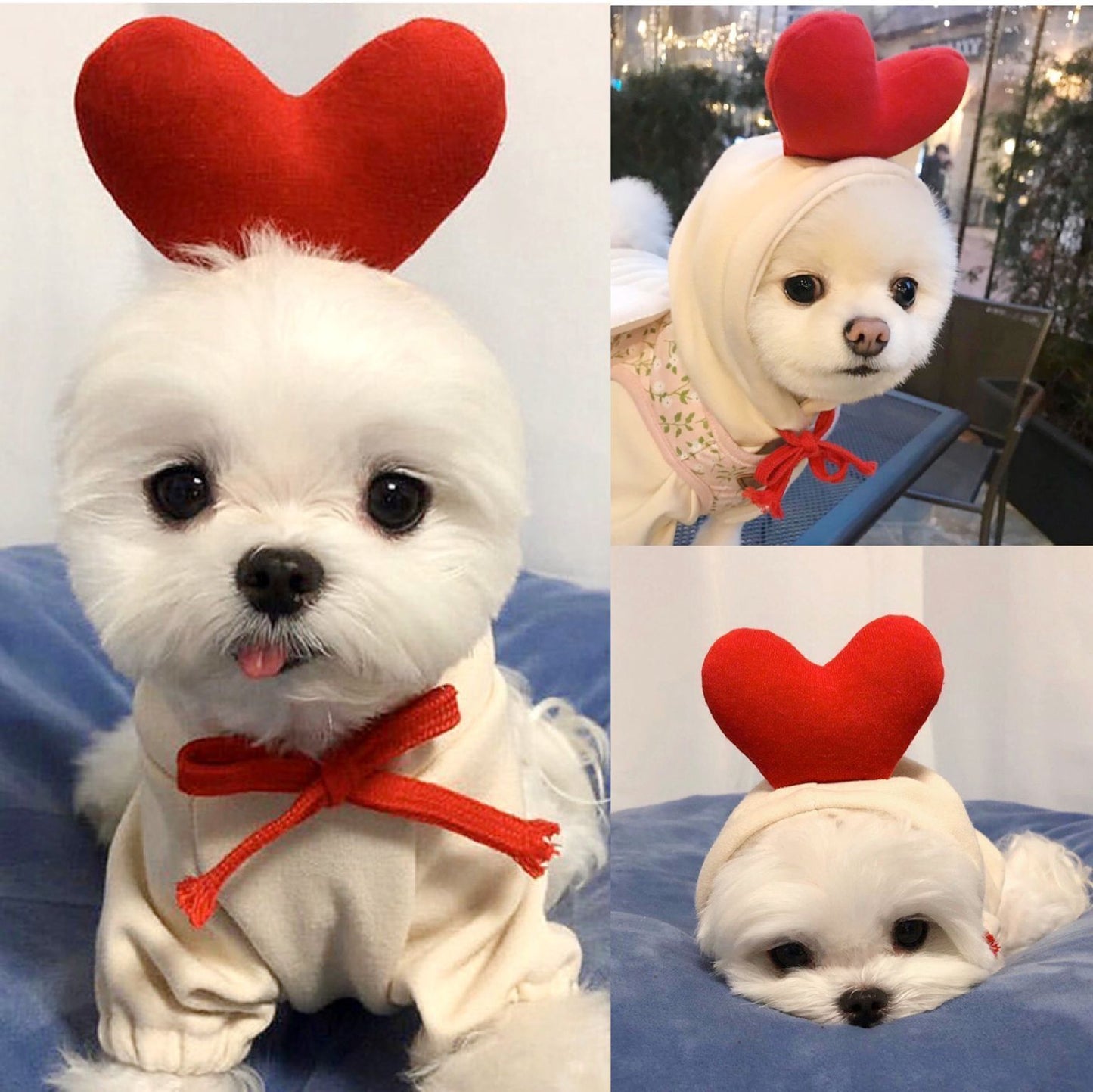 Small Dog & Cat Costumes / Tiny Pet Halloween Outfits