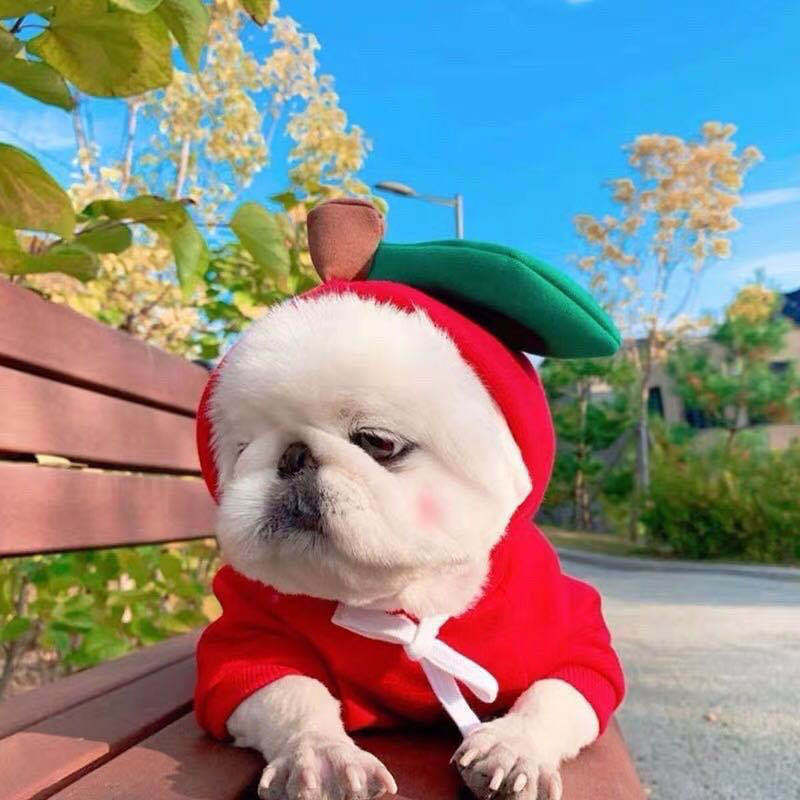 Small Dog & Cat Costumes / Tiny Pet Halloween Outfits
