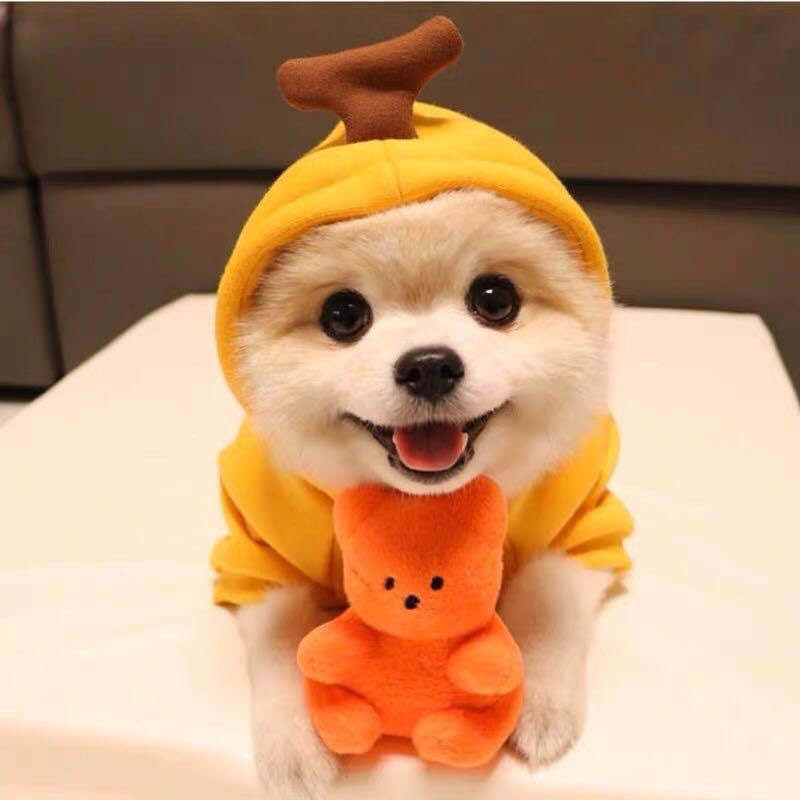 Small Dog & Cat Costumes / Tiny Pet Halloween Outfits