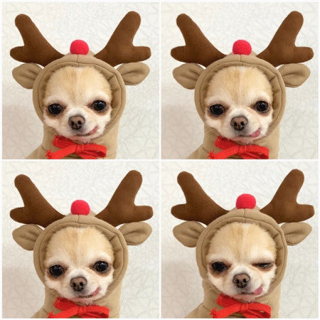 Small Dog & Cat Costumes / Tiny Pet Halloween Outfits