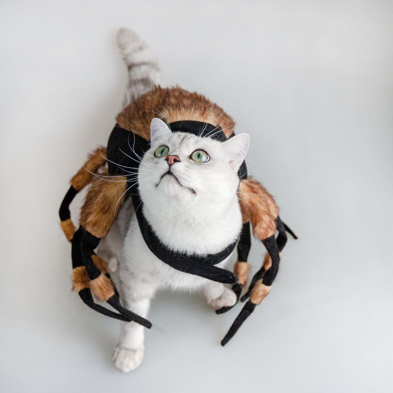 Spider Costume for Dogs and Cats